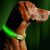 Illumiseen LED Dog Collar USB Rechargeable