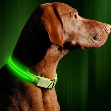 Illumiseen LED Dog Collar USB Rechargeable