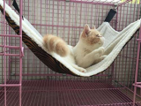 Pet Hammock by UsefulThingy for Small Pets